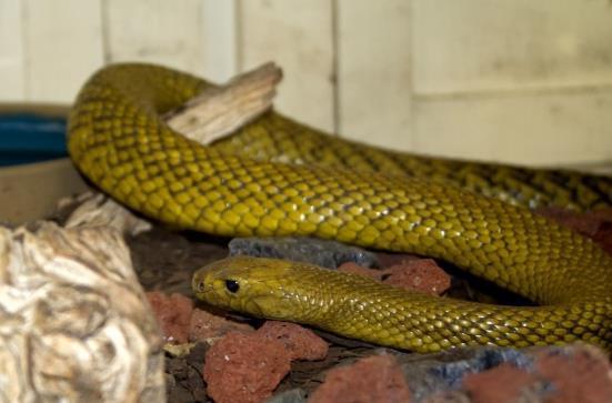 长生蛇在线观看,穿越时空的神秘之旅  第3张